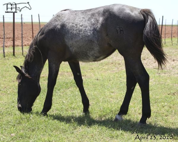 Black Valentine's 2019 Roan Filly